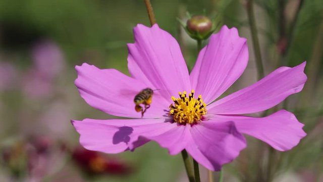 Pink mexican aster or cosmos bipinnatus flowers field with bee drinking nectar in nature garden outdoor background