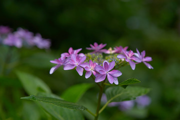 Fototapeta premium hydrangea in japan