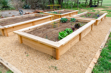 DIY raised fresh vegetable garden irrigated and divided
