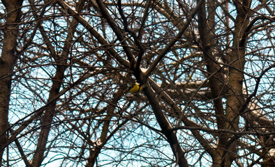 bird tit on a tree