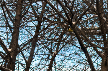 bird tit on a tree