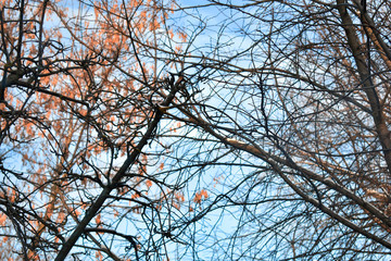 branches of a tree