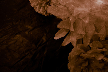 Beautiful abstract color red yellow and brown flowers graphic on black background and light yellow flower frame and brown leaves texture, dark background, red banner happy valentine