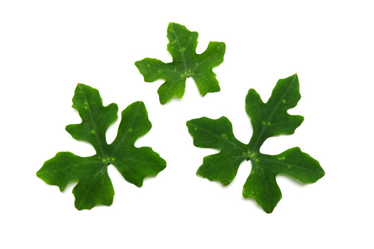 Collection of green nature leaves on white background. Ivy gourd leaves.( Coccinia grandis (L.) Voigt,Cucurbitaceae)