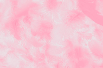 Beautiful abstract colorful white and pink feathers on white background and soft white feather...