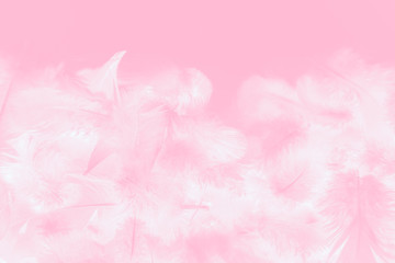 Fototapeta premium Beautiful abstract colorful white and pink feathers on white background and soft white feather texture on white pattern and light pink background valentine day