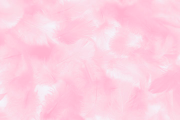 Beautiful abstract colorful white and pink feathers on white background and soft white feather texture on white pattern and light pink background valentine day