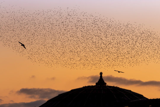 starlings at Brighton palace pier