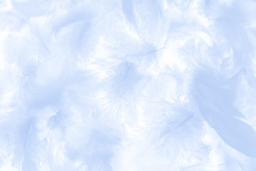 Beautiful abstract colorful white and blue feathers on white background and soft white feather texture on white pattern and blue background banners graphics