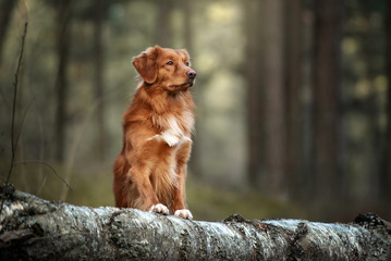 nova scotia duck tolling retriever dog portrait in the forest