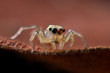 ่jumping spider closeup on dry leave