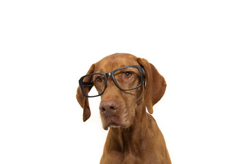 Portrait smart pointer dog wearing black glasses. Back to school concept. Isolated on white background.