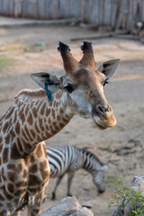 Wild African giraffe wildlife tallest animal at wild area zoo.