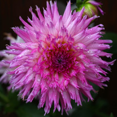 Wei&szlig; - Pink farbige Dahlie - Dahlia Bl&uuml;te als Zierpflanze im Staudenbeet.