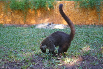 coatí comiendo en el pasto en un día soleado