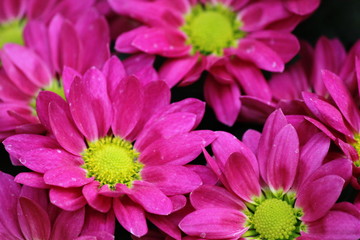 Fiori fucsia