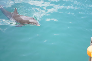 delfines nadando en agua clara