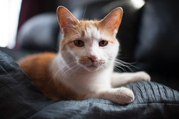 Piebald Cat Orange and White