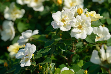 Natural bouquet of rose bushes growing in the garden. Multi-colored roses blooming in the natural environment. Beautiful flowering plant.