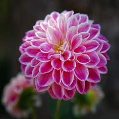 Weiß - Pink farbige Dahlie - Dahlia Blüte als Zierpflanze im Staudenbeet.