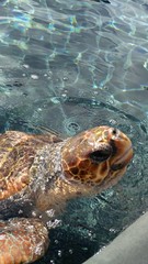 Fototapeta premium turtle in water