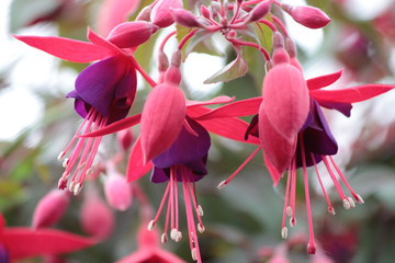 Fiori di campanula rosa e viola