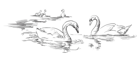 Vector hand drawing swans © alinart