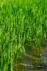 Fototapeta premium green rice grows in fields in Asia