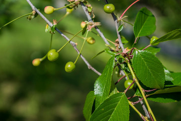 green cherry berries on a tree