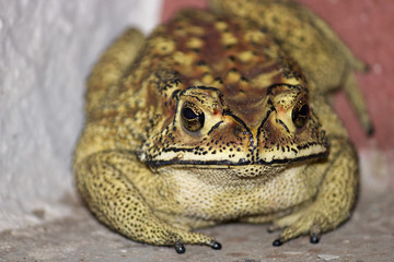 Close up of a thai toad