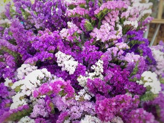 purple flowers in the garden.