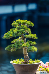 Pine bonsai in a pot in the sunlight. Small decorative pine. A sample of landscape art in China. Chinese gardening and landscaping