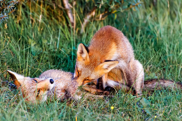 Fox