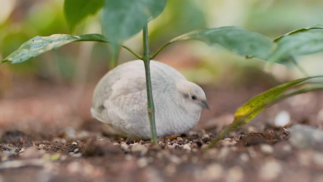 A white and round Chinese king quail bird taking shelter under a small green plant pecking on the ground in search for food to eat in a green forest jungle garden.