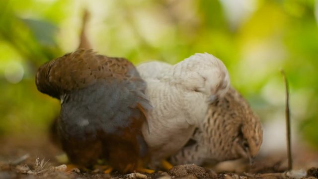 A group of three small round Chinese king quails birds are all cuddled up together whilst scratching their feathers and looking around in a green lush Asian garden park.