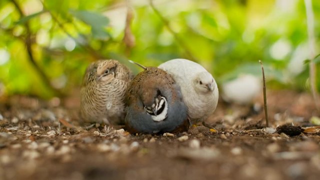 A group of three Chinese king quail birds relaxes in a green park. The middle one tries to rest whilst the left one guards and the right one pecks in the face of the grey one being very annoying.
