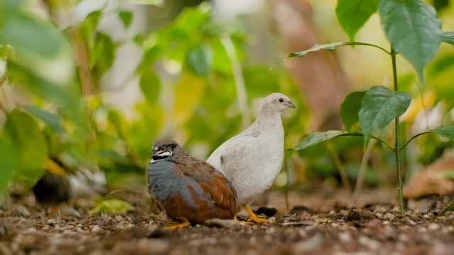A couple of two Chinese king quails birds cuddle up on the bare ground in a green garden park. One white bird guard whilst the other brown one scratches its feathers.