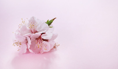 Obraz na płótnie Canvas Cherry Blossom on pink background
