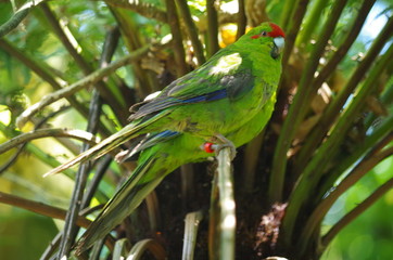 Papagei Neuseeland