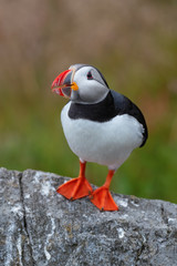 Atlantic Puffin - Fratercula arctica, beautiful colorful sea bird fishing in Atlantic ocean, Runde island, Norway