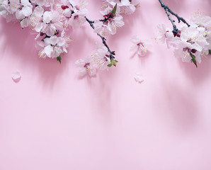 Spring flowering branches on pink background.
