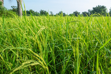 Ears of rice that are not yet ready to harvest