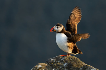 Atlantic Puffin - Fratercula arctica, beautiful colorful sea bird fishing in Atlantic ocean, Runde island, Norway