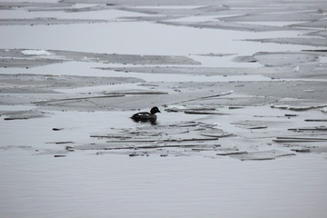 Uccello nuota nell'acqua ghiacciata