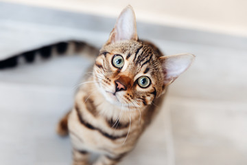 Portrait of bengal cat sitting down and look at camera. top view