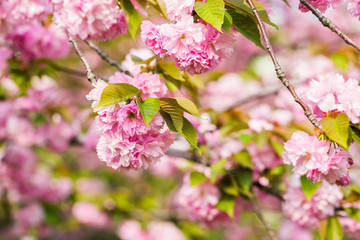 Natural floral sakura background. Fantastic sakura blossom in Asia. Soft pink double lush flowers on the branches. Trees in bloom. Trees strewn with cherry blossoms