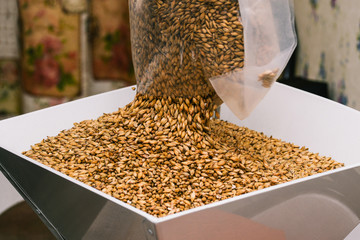 The brewer spills barley malt from a chopping bag. The process of making beer. - obrazy, fototapety, plakaty