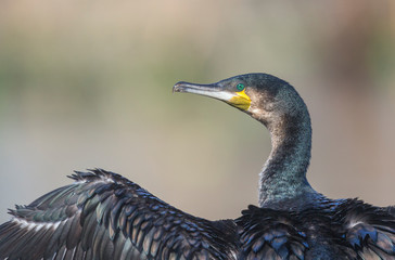 Great Cormorant on the baks of Lake Nakuru in Kenya, Africa