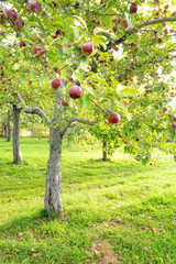 Apple house in Quebec City, Canada