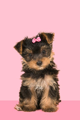 Cute sitting yorkshire terrier, yorkie puppy wearing a pink bow looking at the camera on a pink background